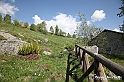 VBS_2537 - Fioritura Narcisi Castelnuovo Nigra 2022 e campi di papaveri rossi
